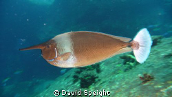 Unicorn Fish.  Diving with MV Queen Scuba in December 201... by David Speight 